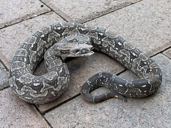 4 Jenis Ular Boa Constrictor, Tak Punya Taring dan Sering Dipelihara