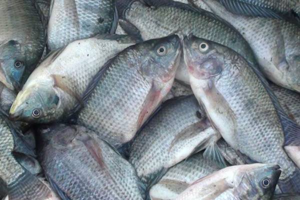 5 Ikan yang Boleh Dimakan Penderita Kolesterol dan Asam Urat