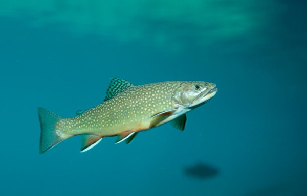 5 Ikan yang Boleh Dimakan Penderita Kolesterol dan Asam Urat
