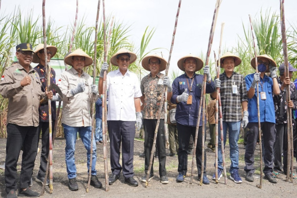 Panen Perdana Perhutani, Ada Potensi Tebu Giling 30.000 Ton