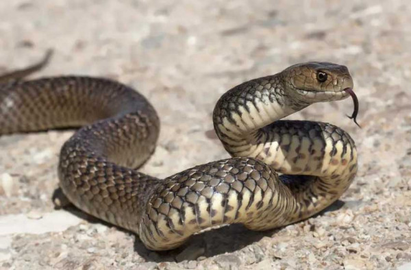 8 Racun Termahal di Dunia, Paling Tinggi Tembus Rp500 Miliar