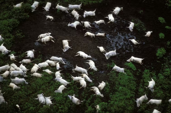 Kamerun Dikepung Danau-danau Mematikan yang Siap Meledak