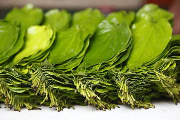 5 Daun Herbal yang Bisa Menurunkan Kolesterol Tinggi, Nomor 2 Sering Dipakai Masak