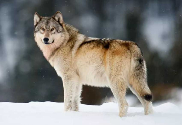 Ilmuwan Yakin Semua Serigala Berasal dari Siberia, Berbeda dengan Genetik Anjing