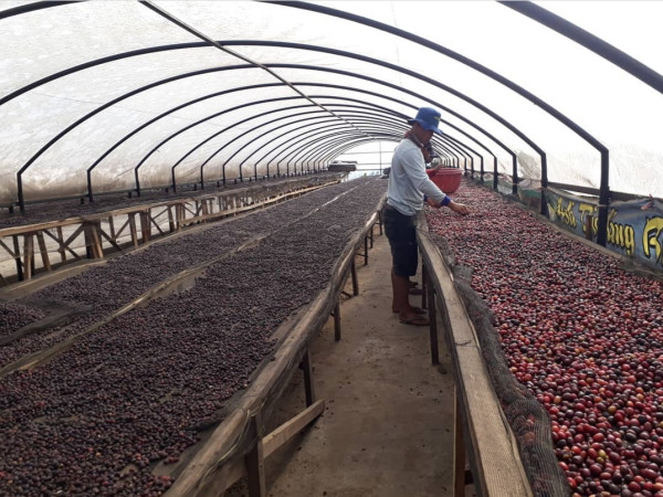 Konsistensi Koperasi Koerintji Barokah Merajut Asa Petani Kopi