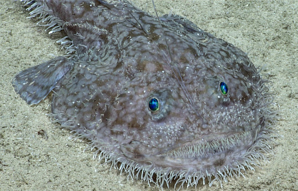 Laut Karibia Dihuni Makhluk Misterius, Mulai dari Gloopy Globules Sampai Ikan Berjenggot