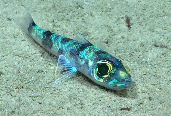 Laut Karibia Dihuni Makhluk Misterius, Mulai dari Gloopy Globules Sampai Ikan Berjenggot