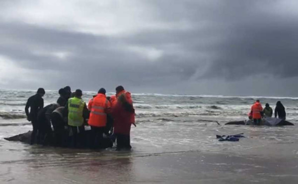230 Paus Pilot Terdampar di Pantai Tasmania, 32 Ekor Berhasil Diselamatkan