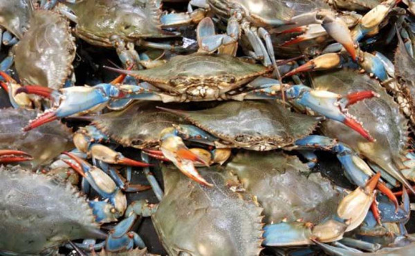 Fakta Menarik Cangkang Kepiting, Mengandung Unsur Logam Pengganti Baterai Lithium
