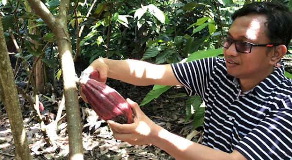 Serunya Memanen Buah Kakao di Kabupaten Pinrang Sulawesi Selatan