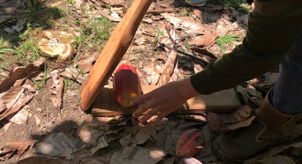 Serunya Memanen Buah Kakao di Kabupaten Pinrang Sulawesi Selatan