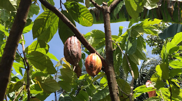 Serunya Memanen Buah Kakao di Kabupaten Pinrang Sulawesi Selatan