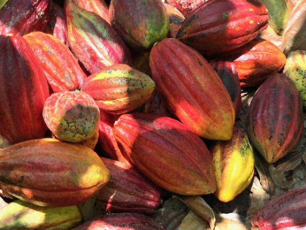 Serunya Memanen Buah Kakao di Kabupaten Pinrang Sulawesi Selatan