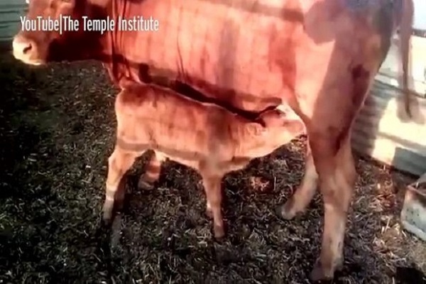 Fenomena Sapi Merah Sempurna Gemparkan Israel, dari Nabi Musa hingga Sekarang