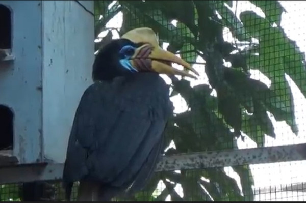 Burung Rangkong Gegerkan Ruang Tunggu Bandara Sultan Hasanuddin Makassar
