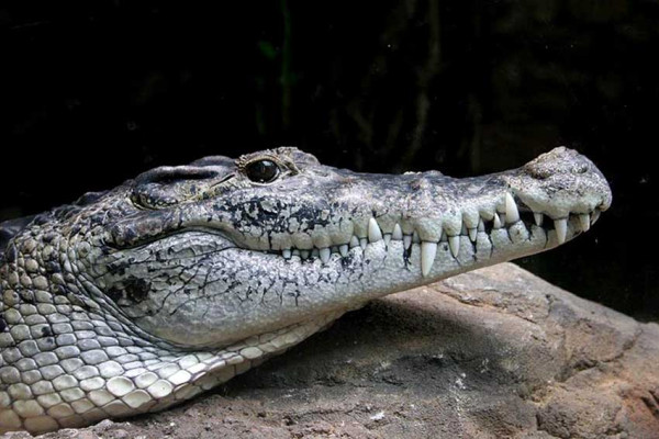 4 Jenis Buaya yang Dilindungi di Indonesia, Nomor 2 Lebih Besar dari Aligator