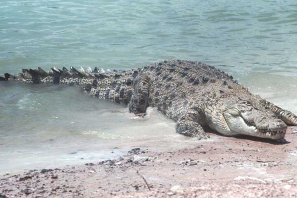 4 Jenis Buaya yang Dilindungi di Indonesia, Nomor 2 Lebih Besar dari Aligator