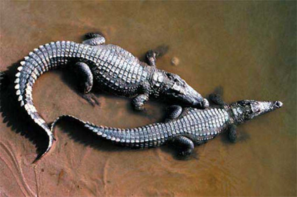 4 Jenis Buaya yang Dilindungi di Indonesia, Nomor 2 Lebih Besar dari Aligator