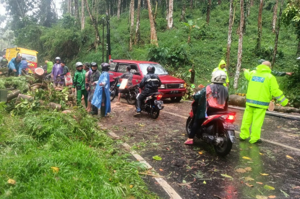 Pohon Tumbang Timpa 3 Orang, Jalur Malang-Kediri Sempat Terhenti