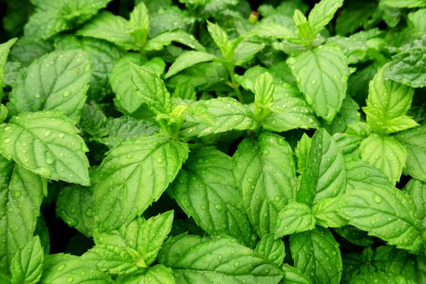 4 Obat Herbal untuk Batuk Kering, Nomor 3 Sering Dipakai Masak