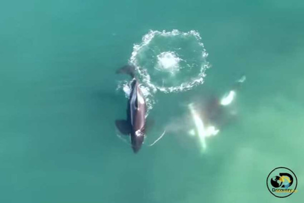 Orca Terbukti Memangsa Hiu Putih Besar, Punya Manuver Khusus Incar Organ Jantung