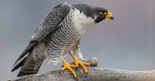 Peregrine Falcon, Hewan Tercepat di Bumi Mampu Melesat 389 Km/jam