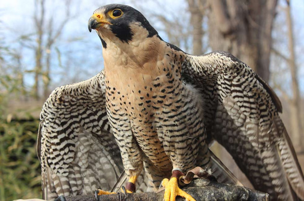 Peregrine Falcon, Hewan Tercepat di Bumi Mampu Melesat 389 Km/jam