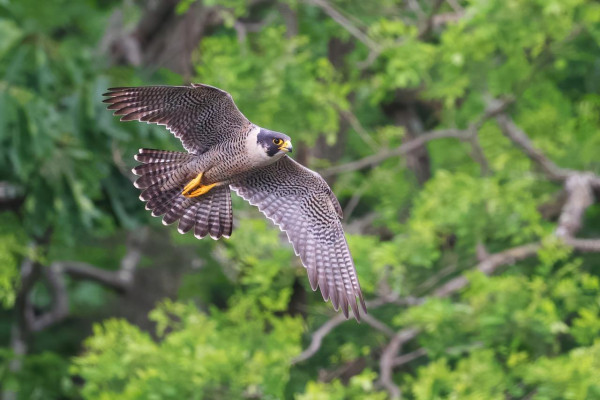 Peregrine Falcon, Hewan Tercepat di Bumi Mampu Melesat 389 Km/jam