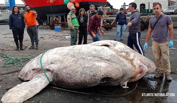 Terbesar di Dunia, Mola-mola Raksasa Seberat 3 Ton Ditemukan di Portugal