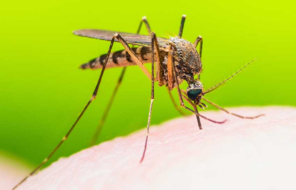 Waspada, Ditemukan 2 Spesies Nyamuk Baru Terkait Penyebaran Malaria Cerebral