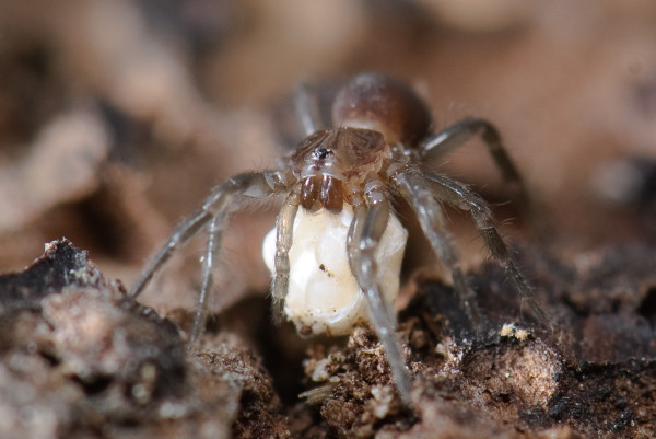 7 Hewan Terkecil di Dunia dari Berbagai Spesies, Ukurannya Nggak Sampai 1 Cm!