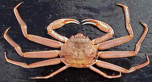 Miliaran Kepiting Salju Hilang dari Laut Bering, Bikin Sedih Nasib Nelayan