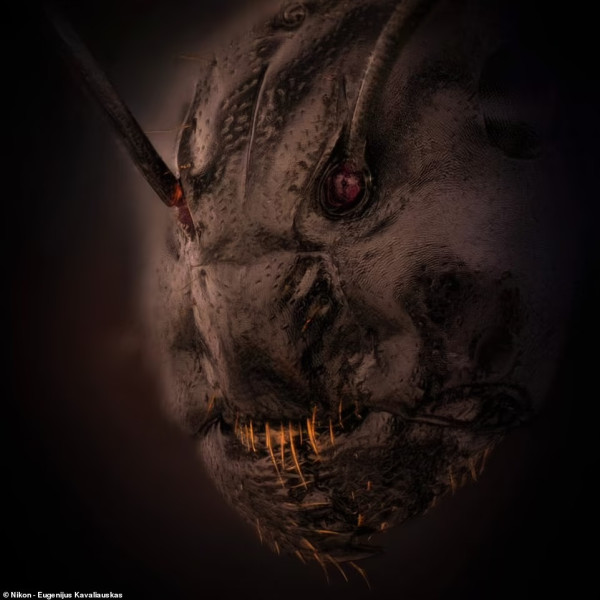 Ngeri, Foto-foto Ilmiah Ini Tunjukkan Wajah Semut Bak Monster