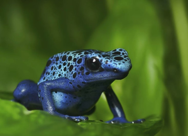 Langka dan Unik, 10 Hewan Ini Memiliki Tubuh Berwarna Biru!