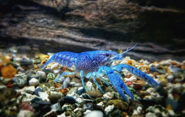 Langka dan Unik, 10 Hewan Ini Memiliki Tubuh Berwarna Biru!