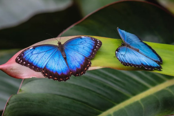 Langka dan Unik, 10 Hewan Ini Memiliki Tubuh Berwarna Biru!