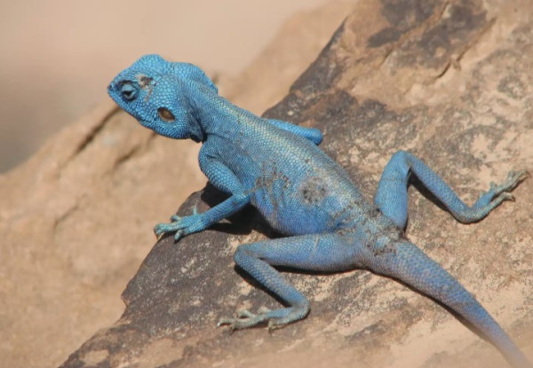 Langka dan Unik, 10 Hewan Ini Memiliki Tubuh Berwarna Biru!