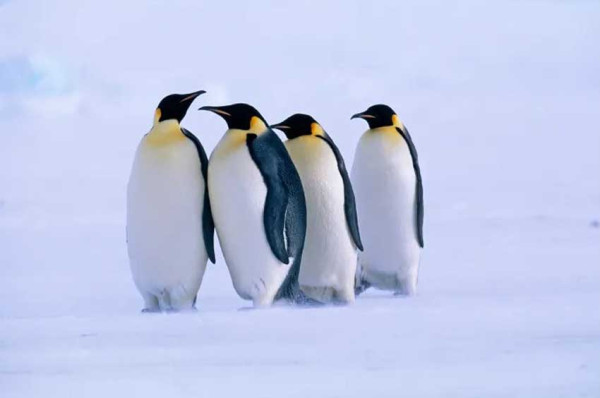 Populasi Turun Tajam Akibat Perubah Iklim, Penguin Kaisar Masuk Daftar Spesies yang Terancam