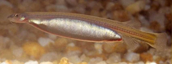 5 Fakta Ikan Candiru, Dijuluki Vampir Brasil yang Suka Bau Urine Manusia
