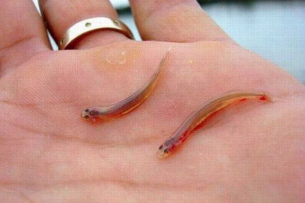 5 Fakta Ikan Candiru, Dijuluki Vampir Brasil yang Suka Bau Urine Manusia