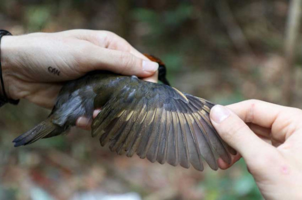 Efek Perubahan Iklim, Migrasi Burung Menyusut Akibat Ukuran Tubuhnya Makin Kecil