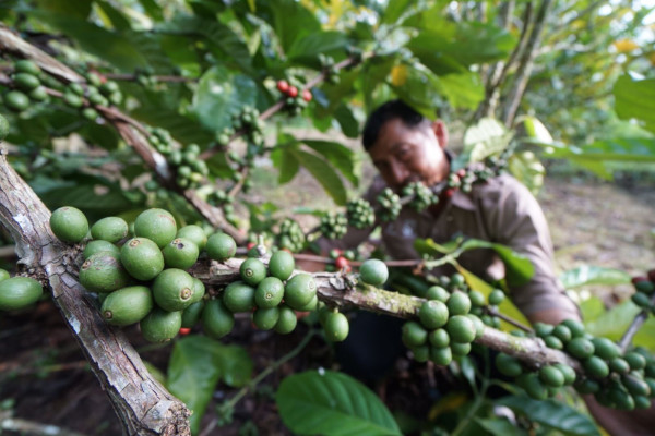 Kopi Luwak Pertama di Kaltim Siap Menerobos Pasar