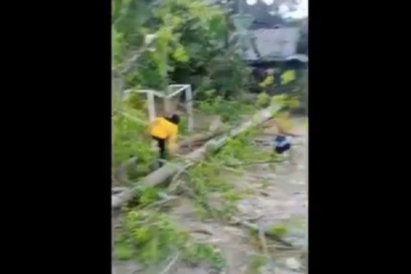 2 Anak-anak dan Seorang Bidan Tertimpa Pohon Tumbang di Sinjai