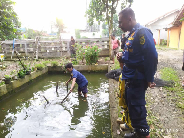 Dramatis! Petugas Damkar Evakuasi Aligator Raksasa Berumur 15 Tahun dari Kolam Warga