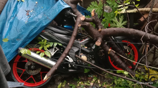 Pohon Tumbang Timpa 7 Motor di Tanjung Duren