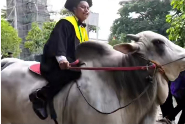 Viral, Mahasiswa Wisuda Naik Sapi Curi Perhatian Netizen