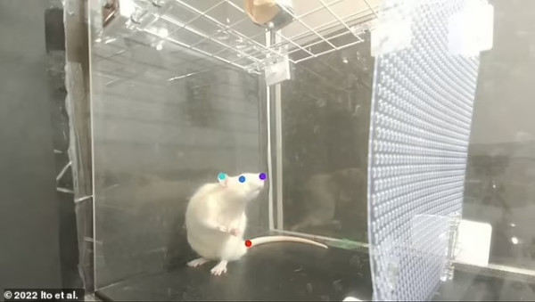 Seperti Manusia, Tikus Ternyata Juga Bisa Menari Ikuti Lagu Queen
