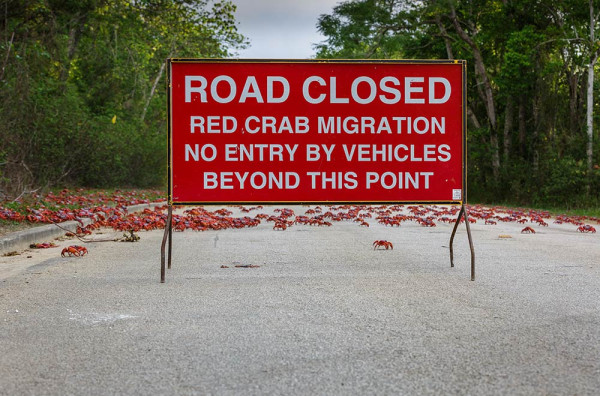 Setiap November, Ribuan Kepiting Merah di Christmas Island Bermigrasi lewat Jembatan Unik Ini
