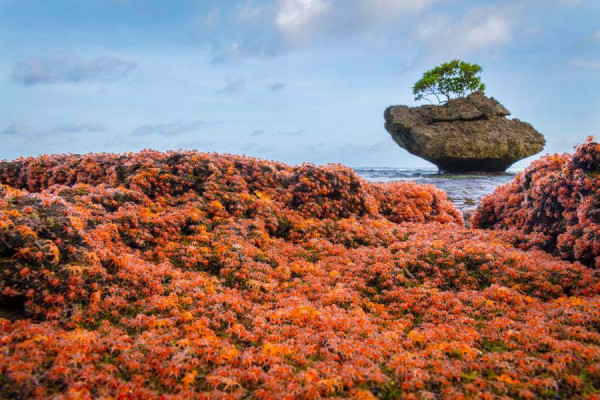 Setiap November, Ribuan Kepiting Merah di Christmas Island Bermigrasi lewat Jembatan Unik Ini