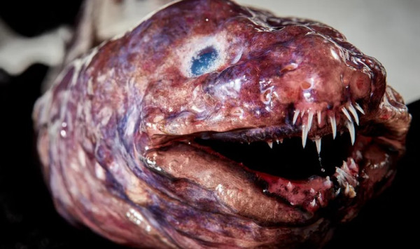 Mengerikan, Wujud Ikan Laut Dalam Ini Bak Monster di Film Horror